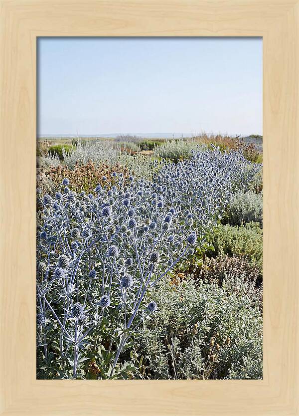 Steely Blue Sea Holly
