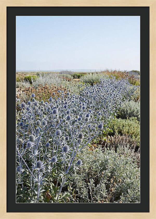 Steely Blue Sea Holly