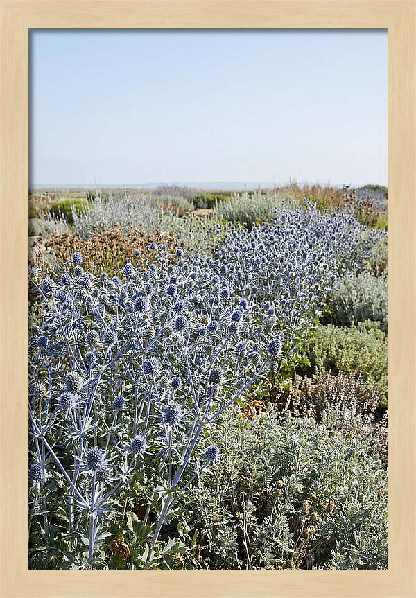 Steely Blue Sea Holly