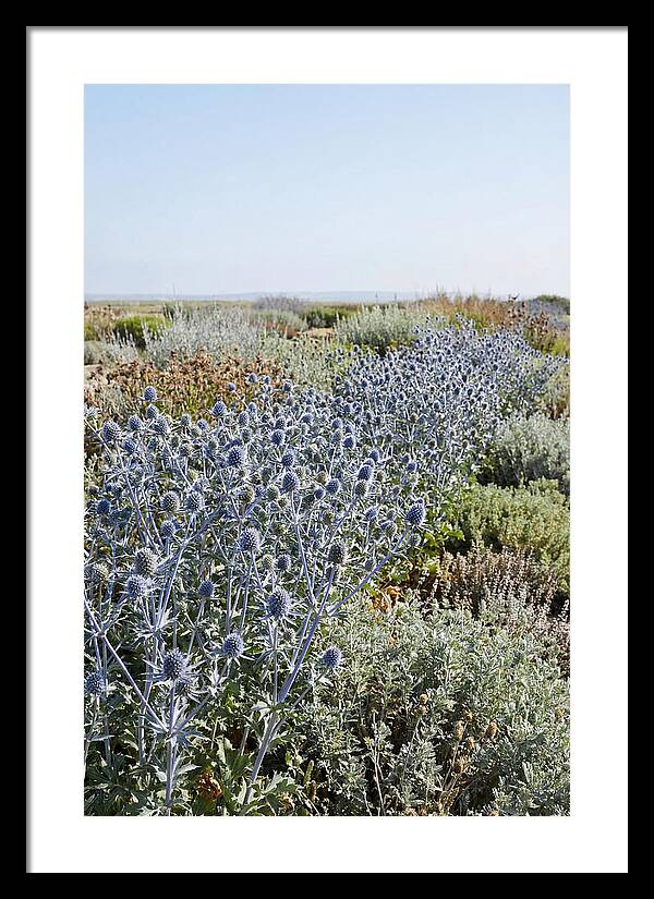 Steely Blue Sea Holly
