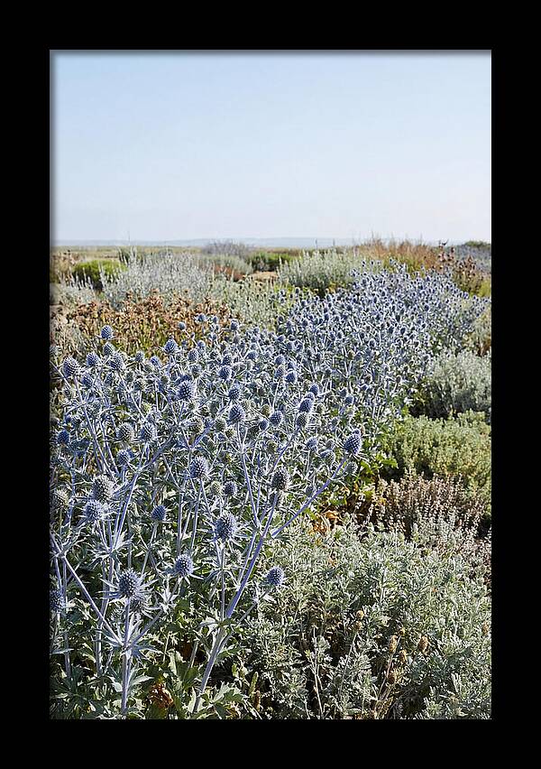 Steely Blue Sea Holly