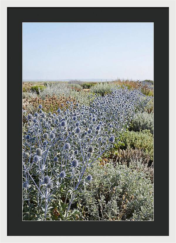 Steely Blue Sea Holly