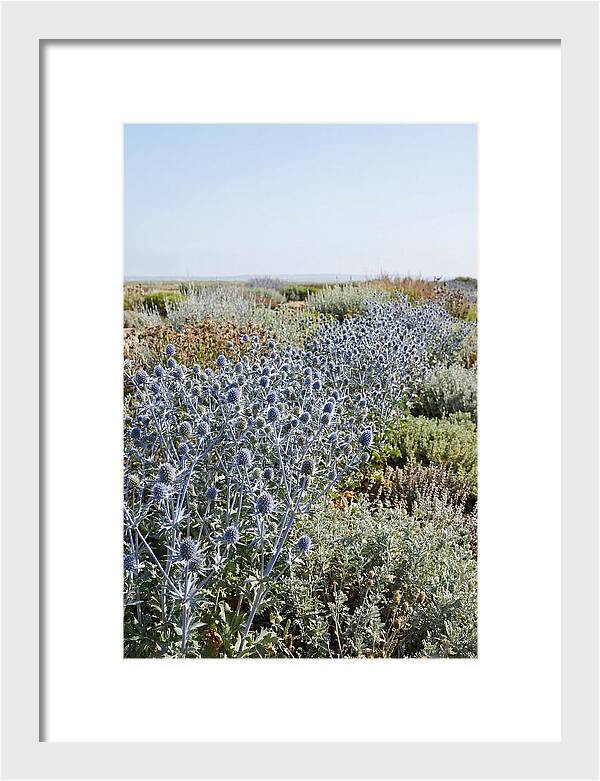 Steely Blue Sea Holly