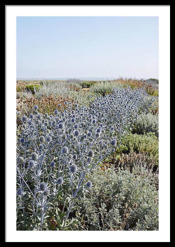 Steely Blue Sea Holly