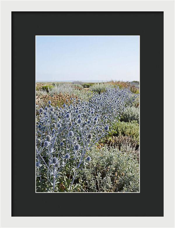 Steely Blue Sea Holly
