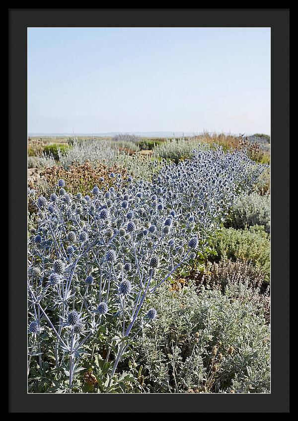 Steely Blue Sea Holly