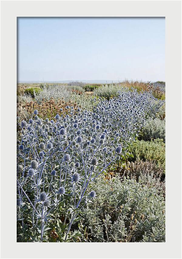 Steely Blue Sea Holly