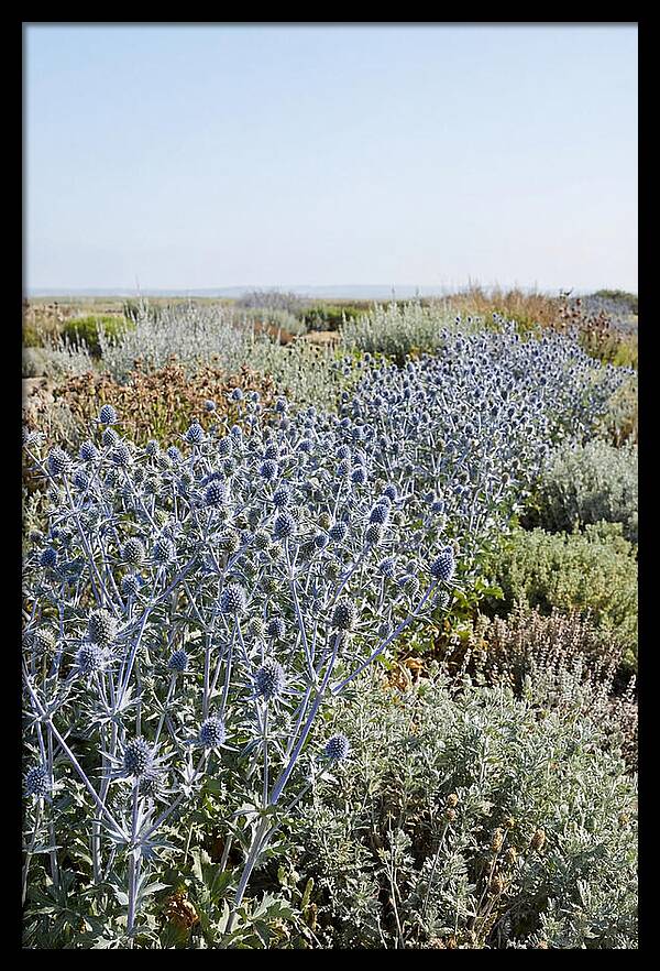 Steely Blue Sea Holly