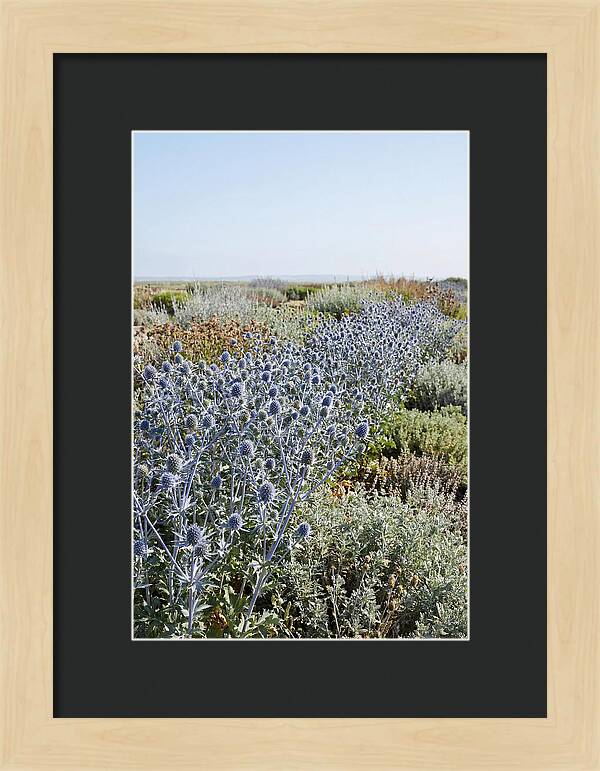 Steely Blue Sea Holly