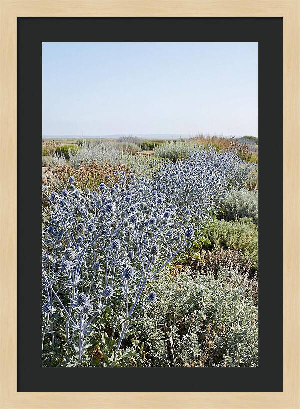 Steely Blue Sea Holly