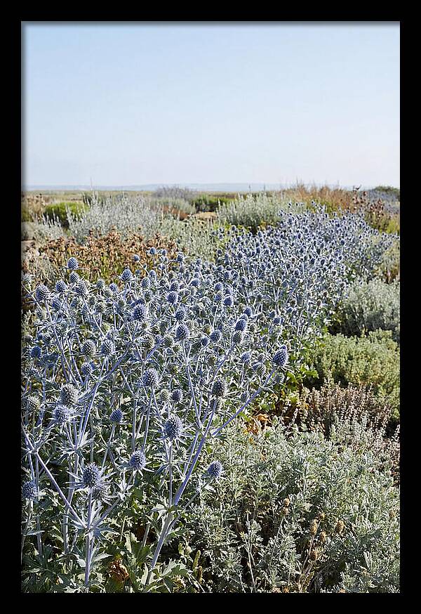 Steely Blue Sea Holly
