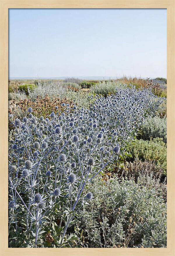 Steely Blue Sea Holly