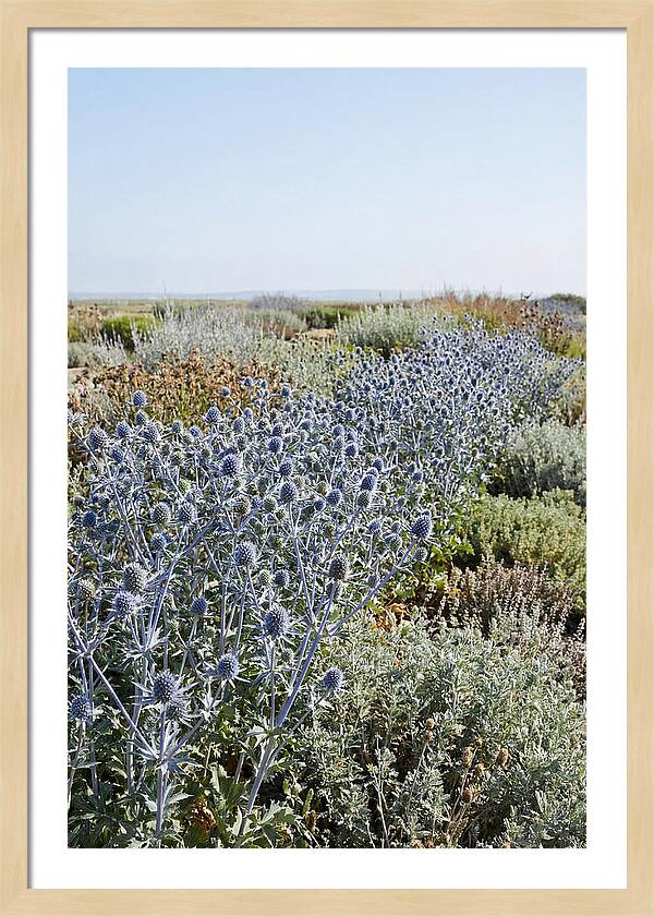 Steely Blue Sea Holly