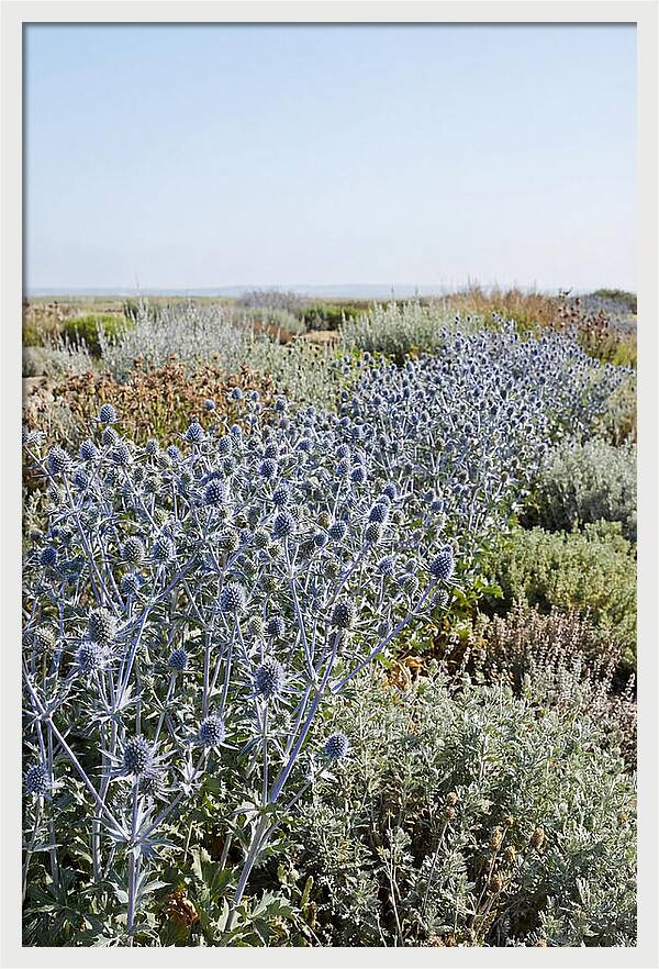 Steely Blue Sea Holly