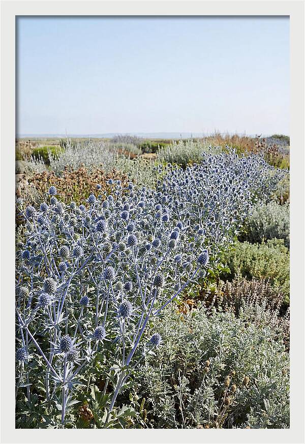 Steely Blue Sea Holly