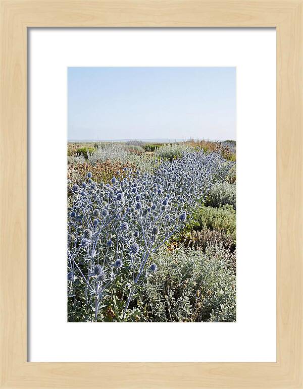 Steely Blue Sea Holly