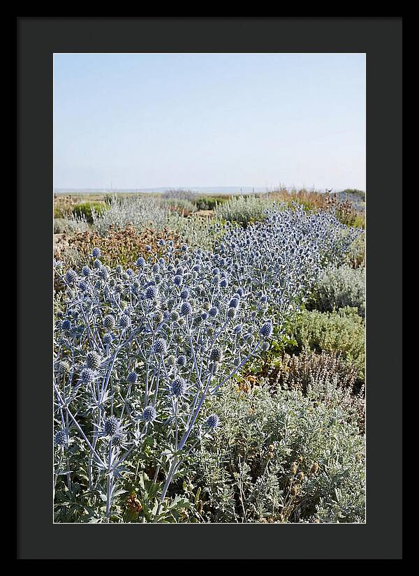Steely Blue Sea Holly