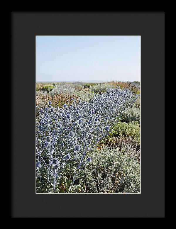 Steely Blue Sea Holly