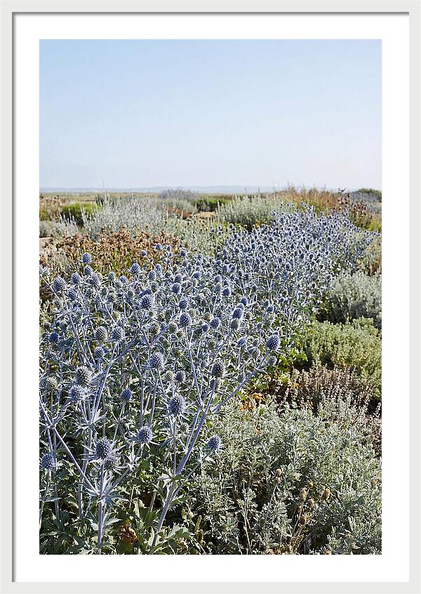 Steely Blue Sea Holly