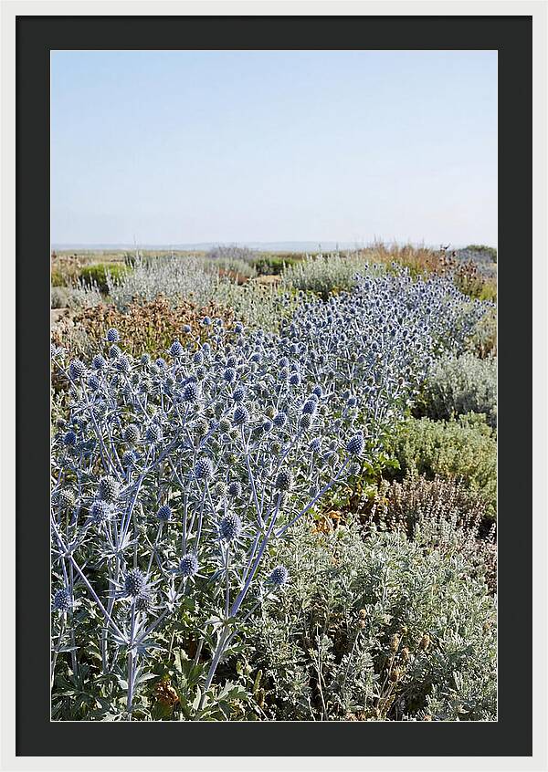 Steely Blue Sea Holly