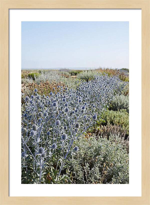 Steely Blue Sea Holly