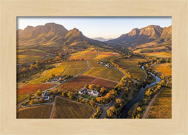 Stellenbosch Wine Region In Autumn