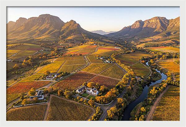 Stellenbosch Wine Region In Autumn