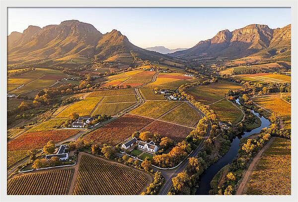 Stellenbosch Wine Region In Autumn