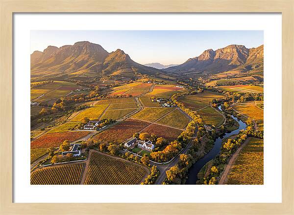 Stellenbosch Wine Region In Autumn