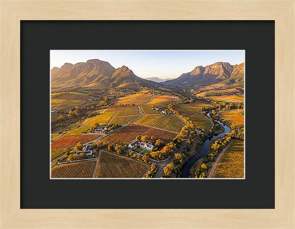 Stellenbosch Wine Region In Autumn
