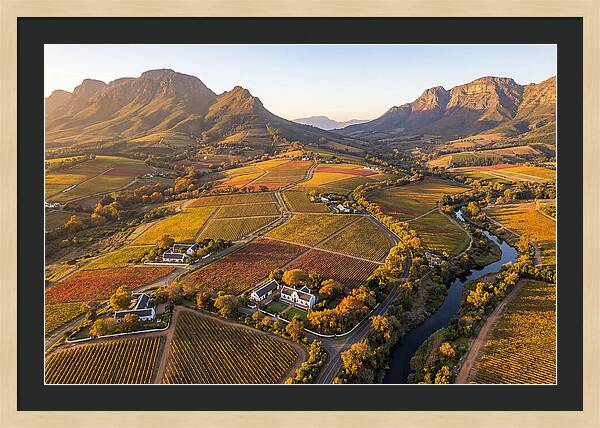 Stellenbosch Wine Region In Autumn