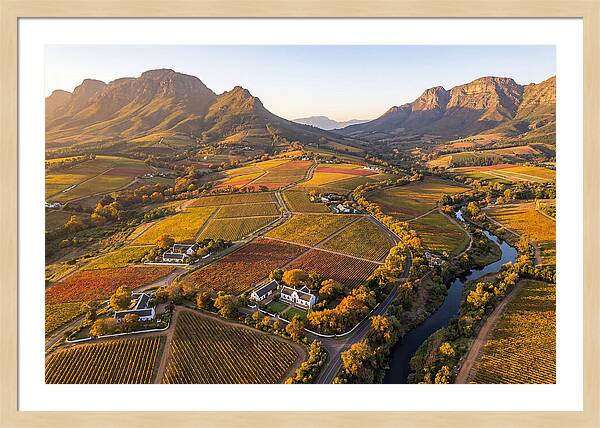 Stellenbosch Wine Region In Autumn