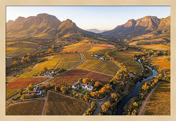 Stellenbosch Wine Region In Autumn