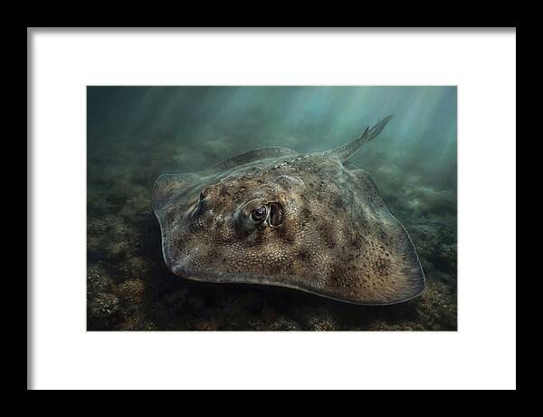 Stingray Beneath The Surface