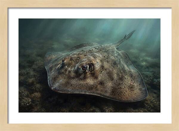 Stingray Beneath The Surface
