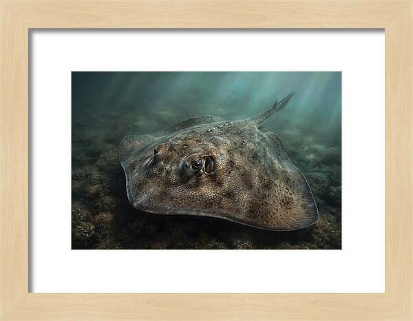 Stingray Beneath The Surface