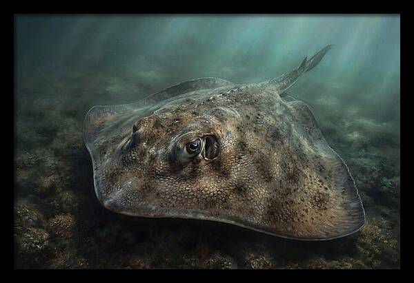 Stingray Beneath The Surface