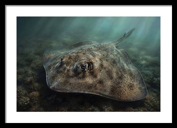 Stingray Beneath The Surface
