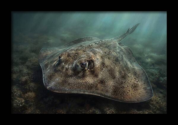 Stingray Beneath The Surface