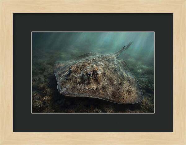 Stingray Beneath The Surface