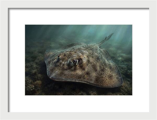 Stingray Beneath The Surface