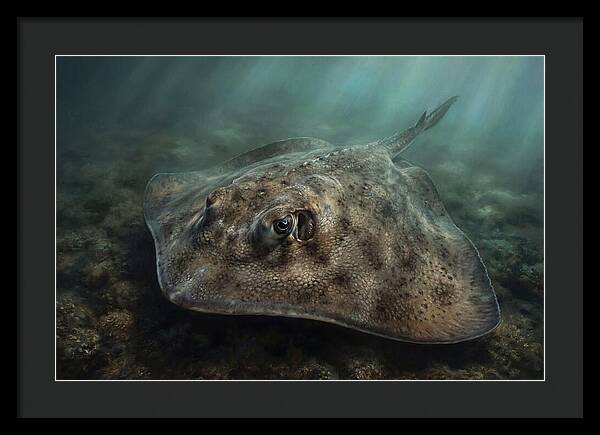 Stingray Beneath The Surface