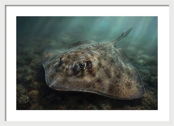 Stingray Beneath The Surface