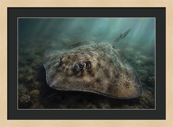 Stingray Beneath The Surface
