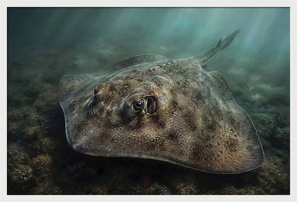 Stingray Beneath The Surface