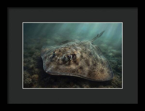 Stingray Beneath The Surface