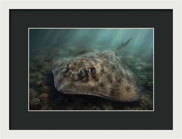 Stingray Beneath The Surface