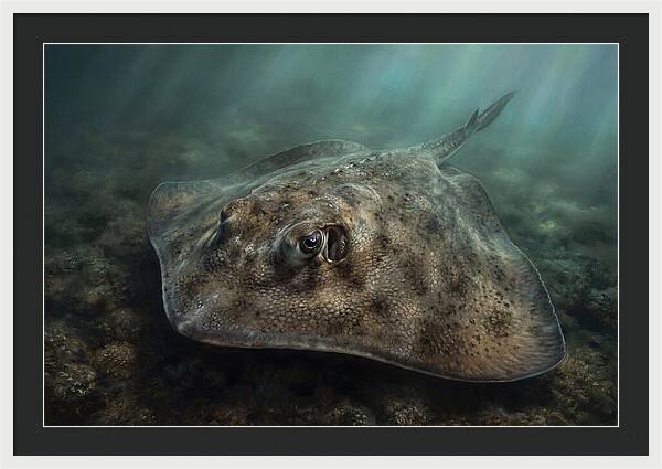 Stingray Beneath The Surface