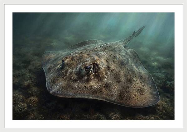Stingray Beneath The Surface