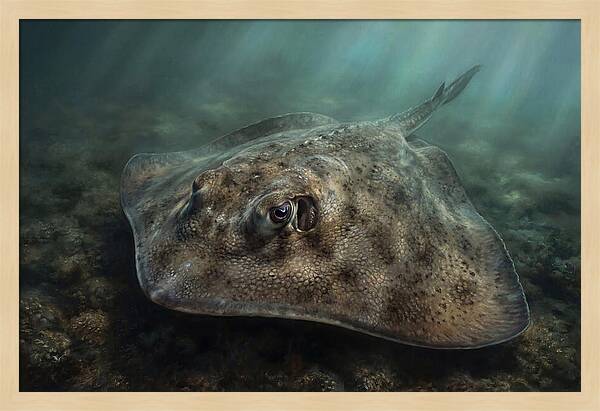 Stingray Beneath The Surface